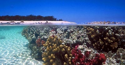 Fig08_Great barrier reef_400.jpg