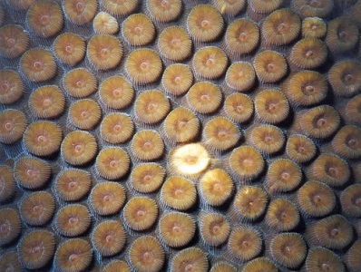 Fig10 koralpolypper.jpg